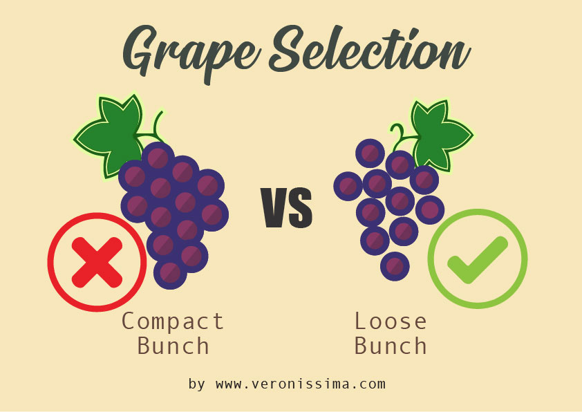 Infographic showing difference between a loose grape bunch and a compact one
