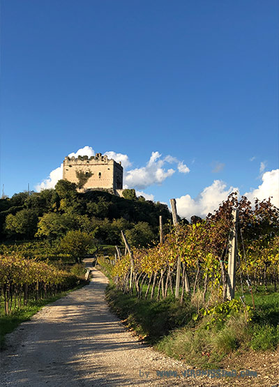 Tower of a castle surrounded by vineyards