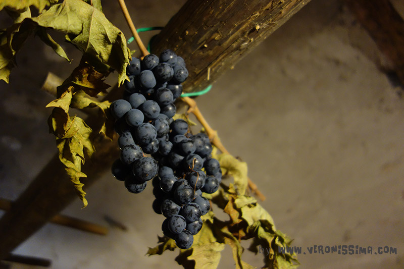 Recioto grapes drying
