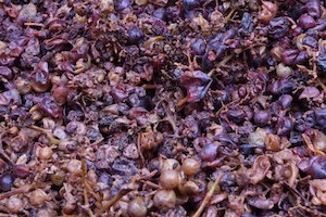 grapes skins after fermentation