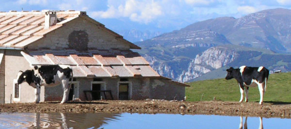 Mucche su un prato di montagna