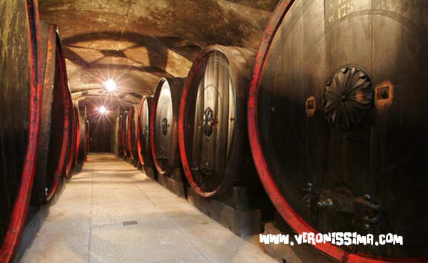 The historical cellar of Villa Mosconi Bertani with the massive wooden barrels