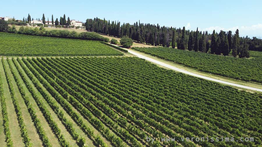 Custoza vineyards