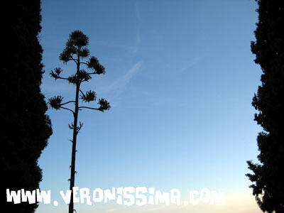 lake garda - agave