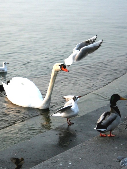 Water birds on lake Garda