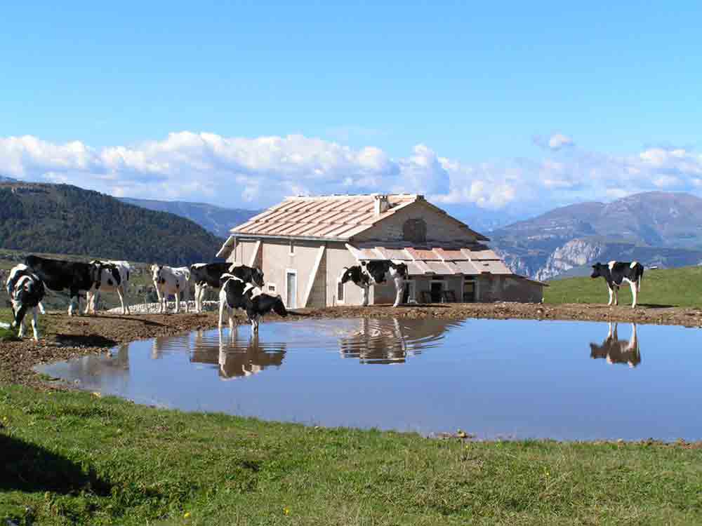 Mucche davanti a un casolare e a un laghetto di montagna