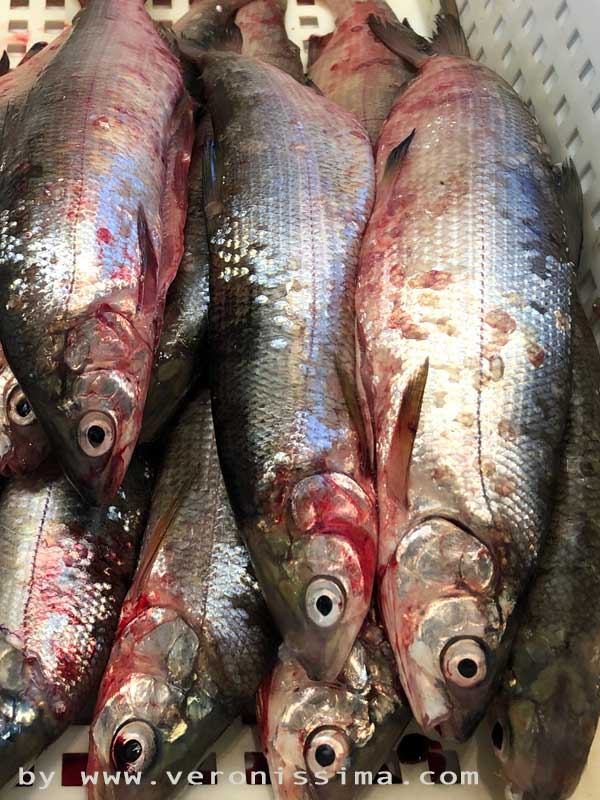pesci lavarelle al banco di una pescheria del lago di Garda