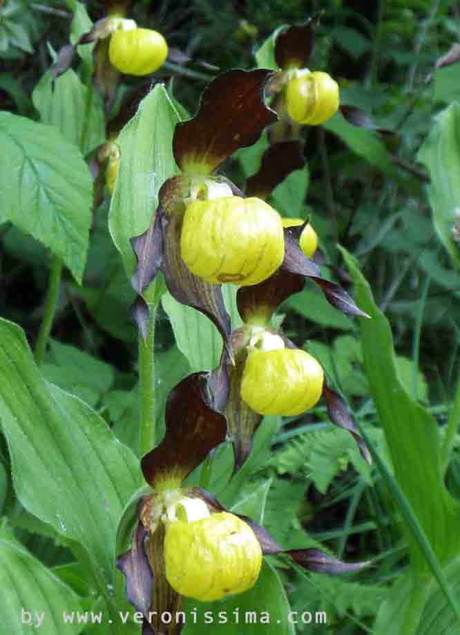 wild orchids growing on Mount Baldo