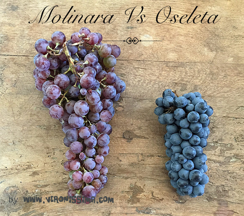 Two bunches of grapes for Valpolicella wine