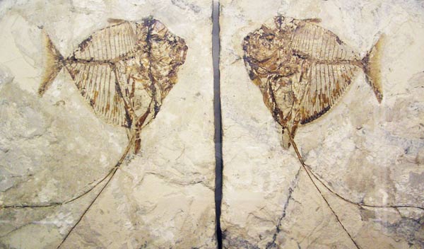 Fossil of a tropical fish from Bolca