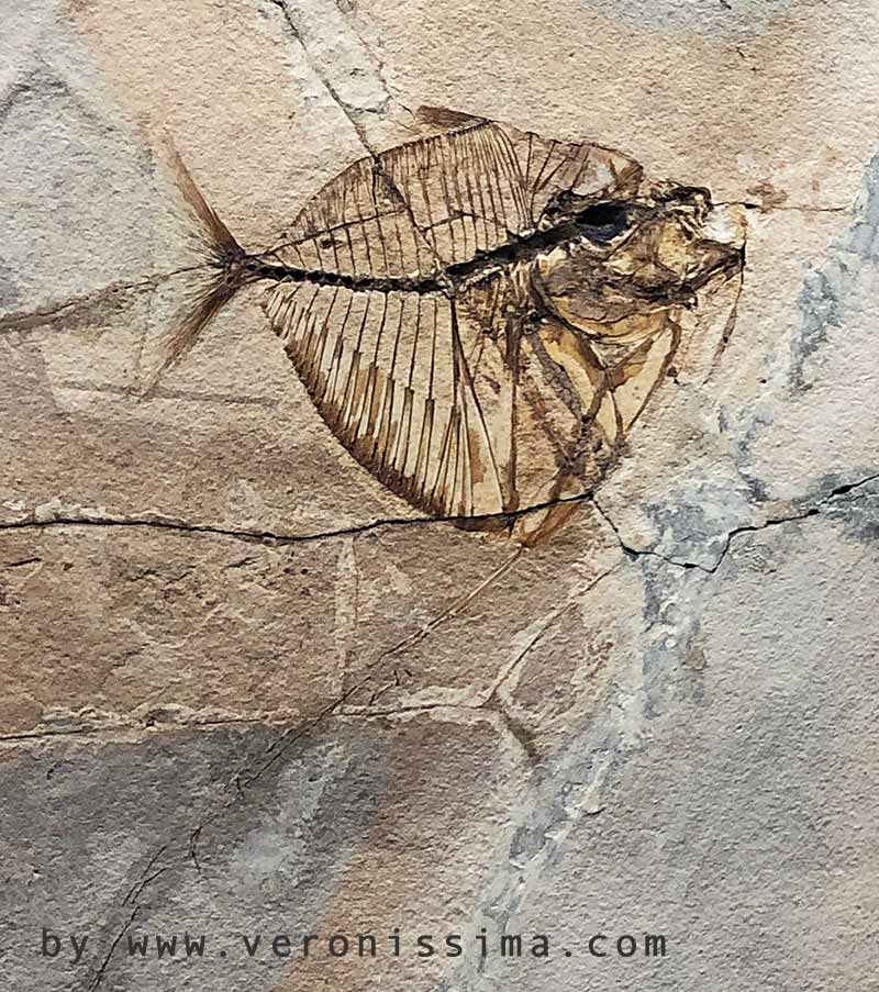 Pesce fossile di Bolca