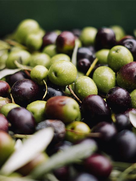 Olives with different degrees of ripeness