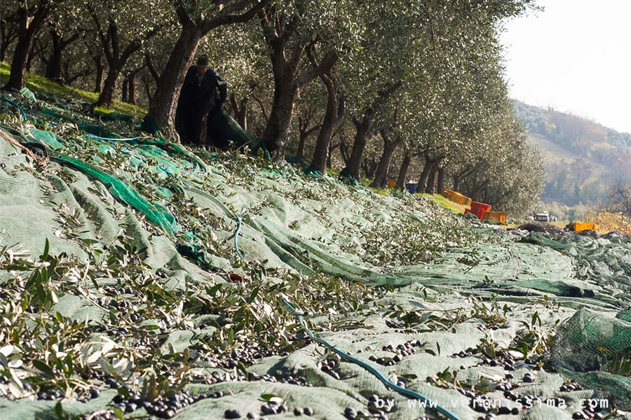 olives harvesting