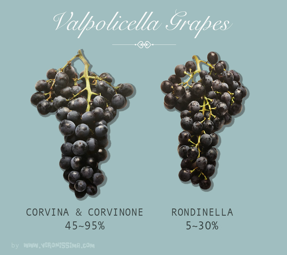 Two bunches of grapes for Valpolicella wine