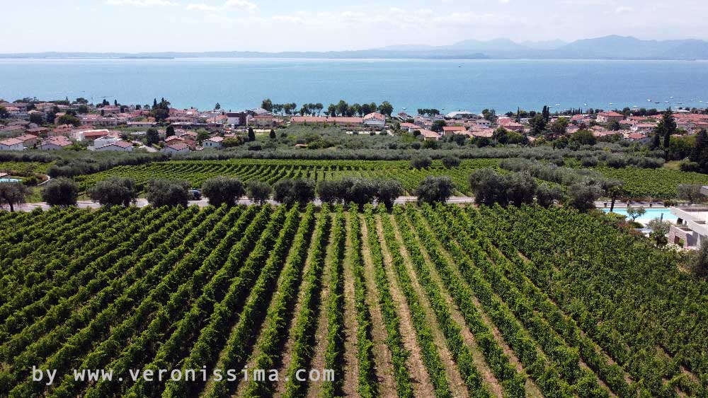 vineyards of Bardolino area and on the background the lake