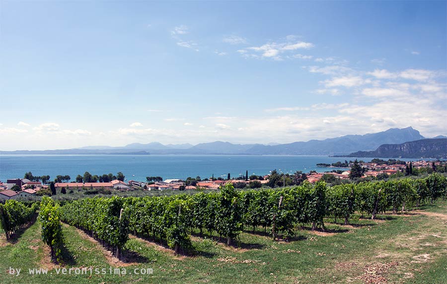 vigneti di Bardolino in primo piano e il lago di Garda sullo sfondo