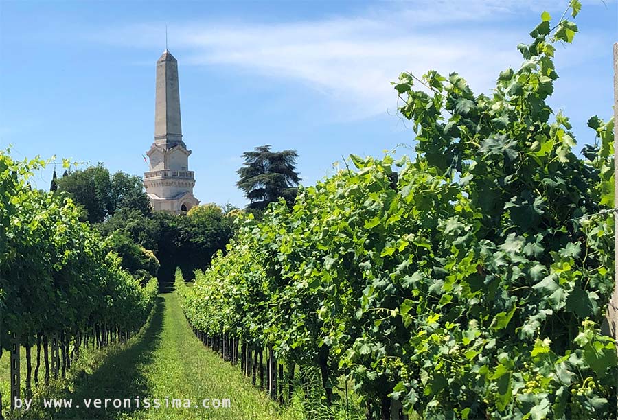 vigneti a custoza e sullo sfondo l'obelisco del monumento ai caduti