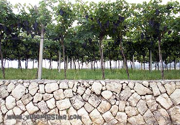 marogna valpolicella