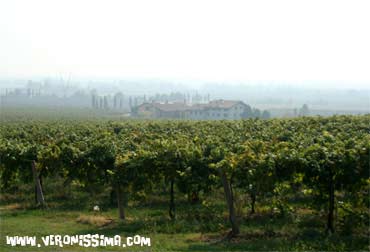 wine tour custoza piona