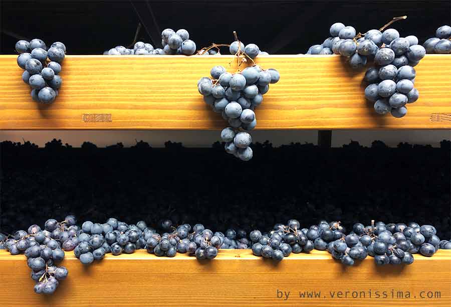 Drying mat full of grapes drying for the production of Amarone