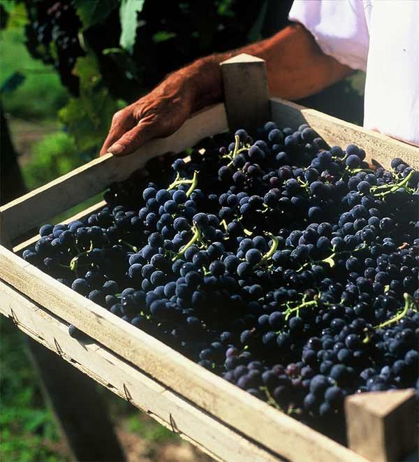Cassetta d'uva una cassetta di uva per l'Amarone trasportata nel vigneto
