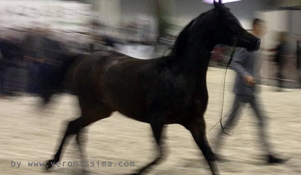 un cavallo arabo in mostra a Fieracavalli a Verona