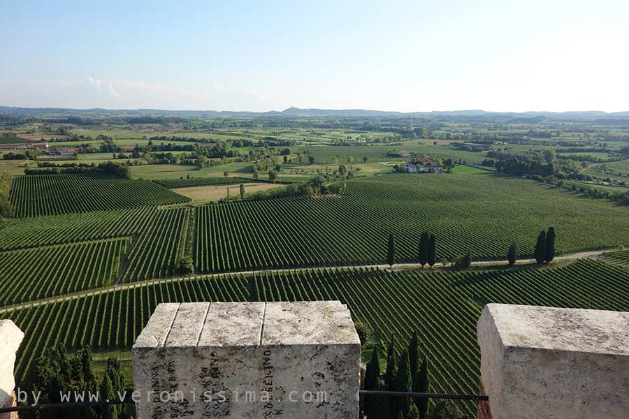 Vigneti di Lugana visti dall'alto