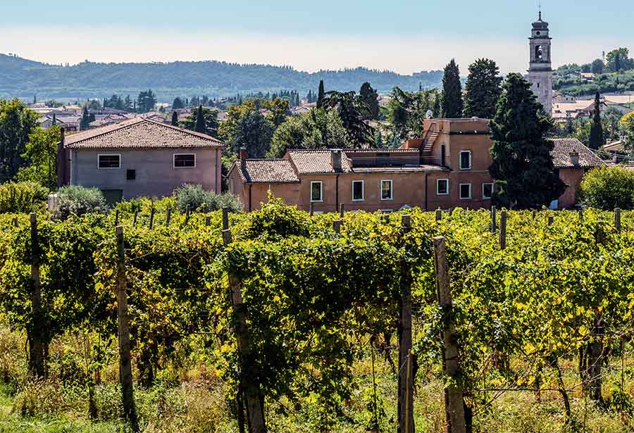 Backyard vineyard at Meroni winery