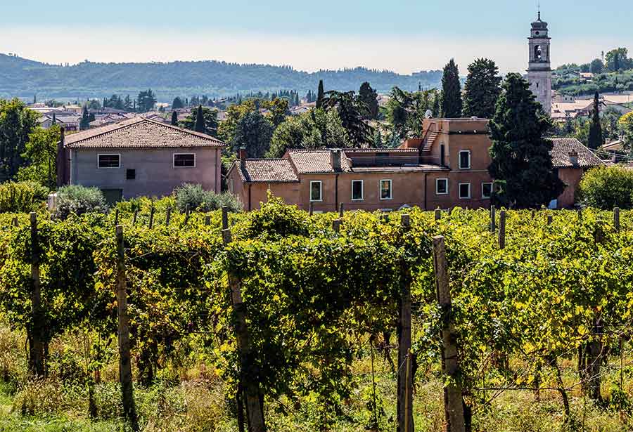 il retro della cantina Meroni con il vigneto