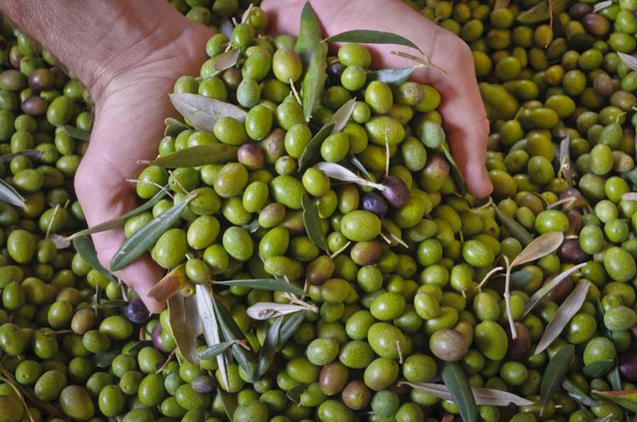 mani che prendono una manciata di olive