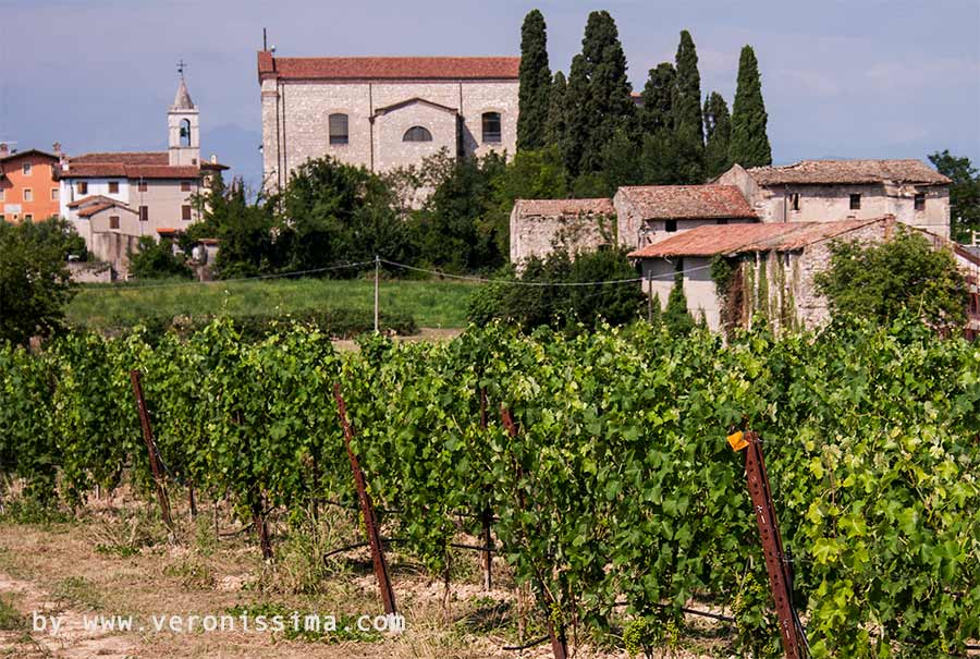 The church of St. Benedict in Lugana in front of vineyards