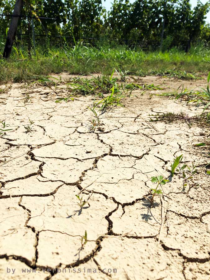 The clay soil of a vineyards with cracks due to draught