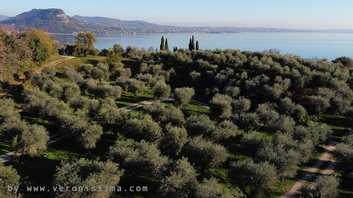 uliveto in collina e sullo sfondo il Lago di Garda