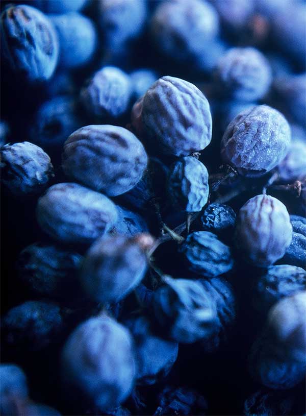 Uva appassita uva di Amarone alla fine del periodo di appassimento sembra uvetta