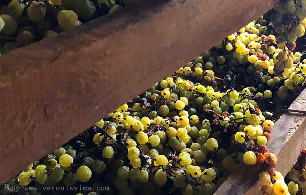 Uva garganega in appassimento su graticci per la produzione di Recioto