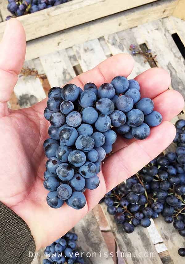 A hand holds a small bunch of Oseleta grape