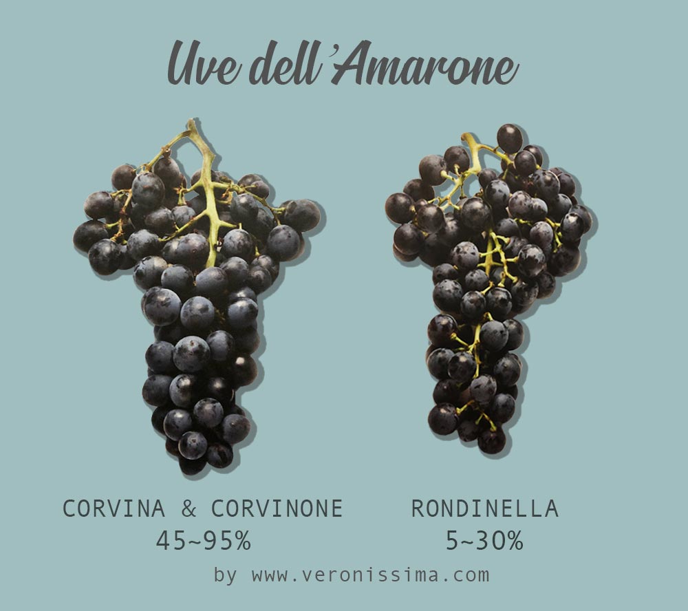 grappoli di Corvina e Corvinone, le uve dell'Amarone