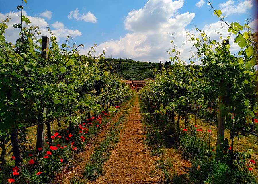 The vineyards with pergola style vines