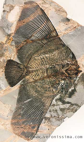 Fossile di pesce angelo