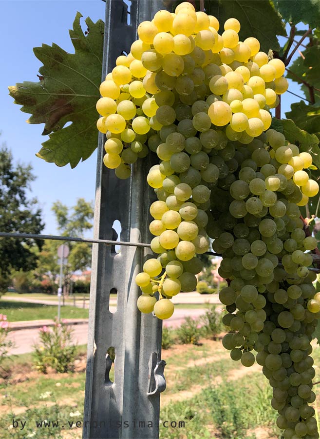 Grapes of Turbiana grape varietal (Verdicchio) on the vines
