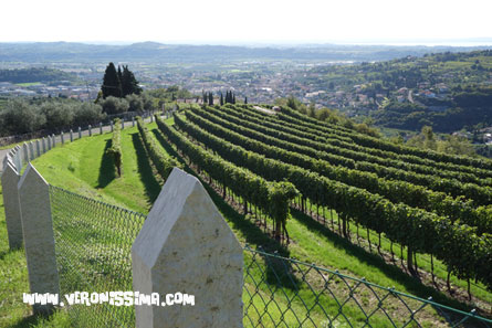 Panorama Valpolicella 